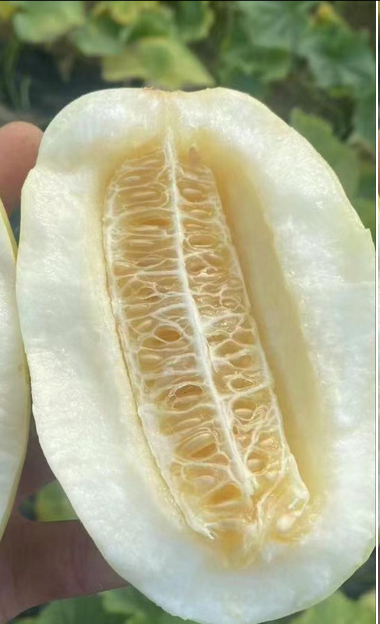 青州特产火银瓜