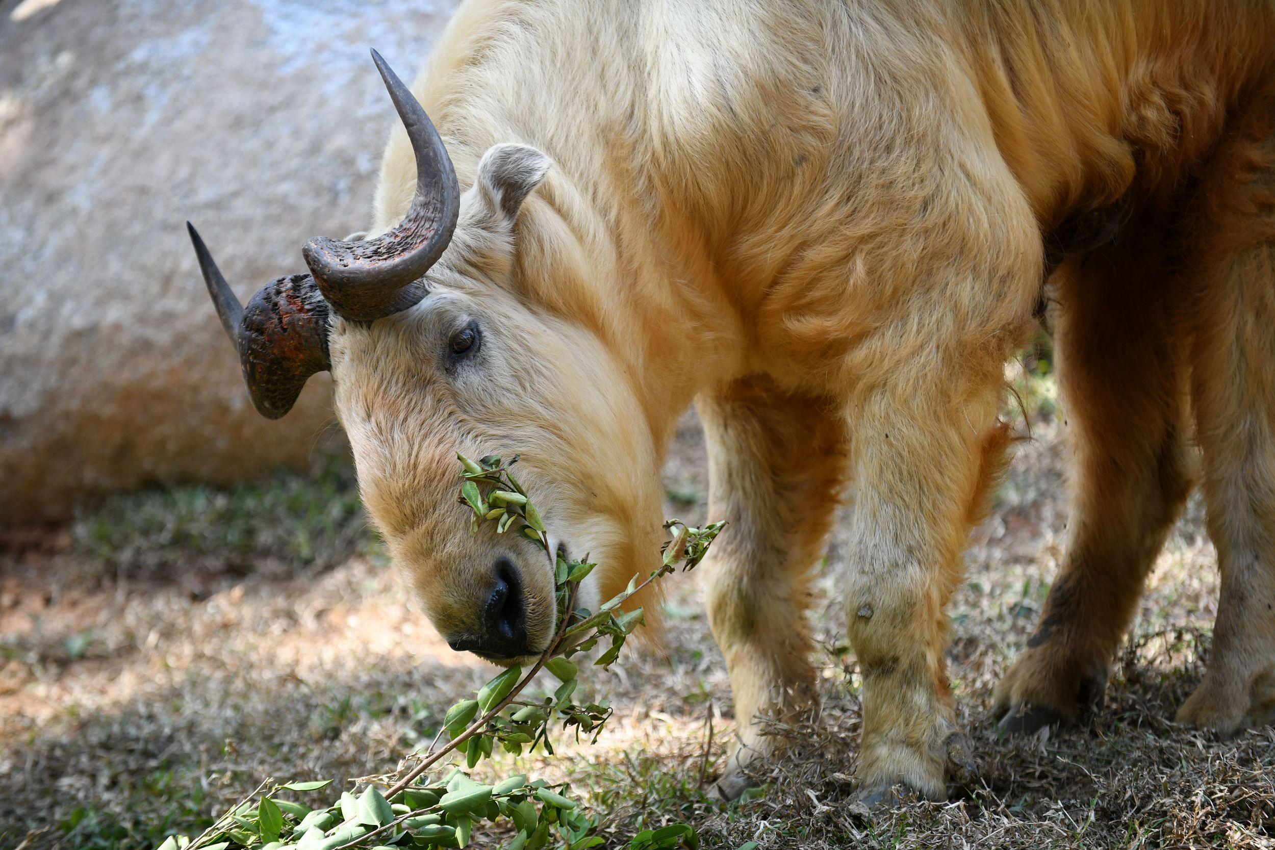 陕西农村老汉发现一头"怪牛",多次投喂,网友惊呼:秦岭杀人王
