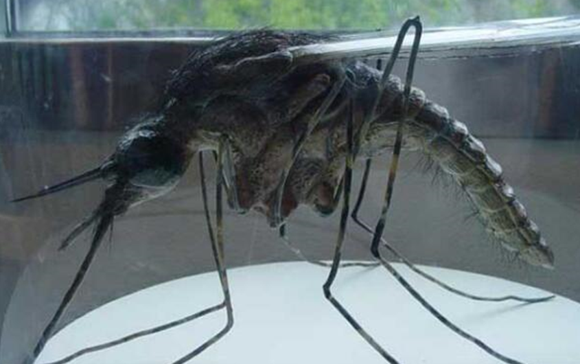 世界上最大的蚊子有多大?你绝对想不到!