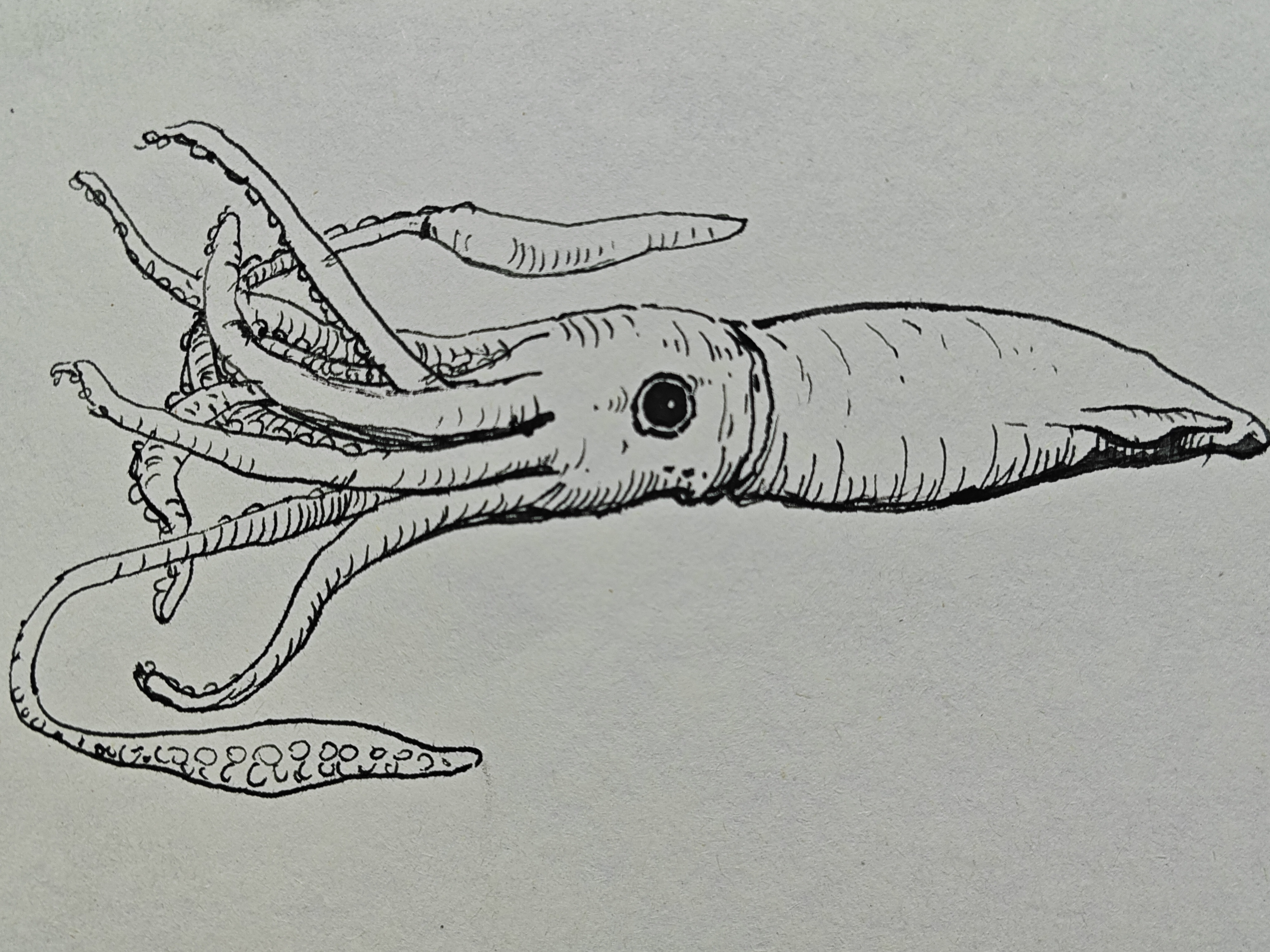 大王乌贼线描的画法,简单好看的乌贼绘画教程