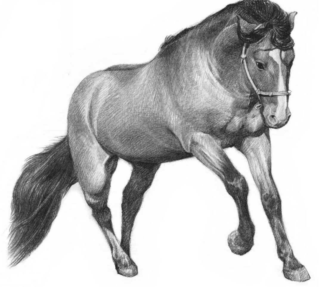 素描马的详细绘画教程