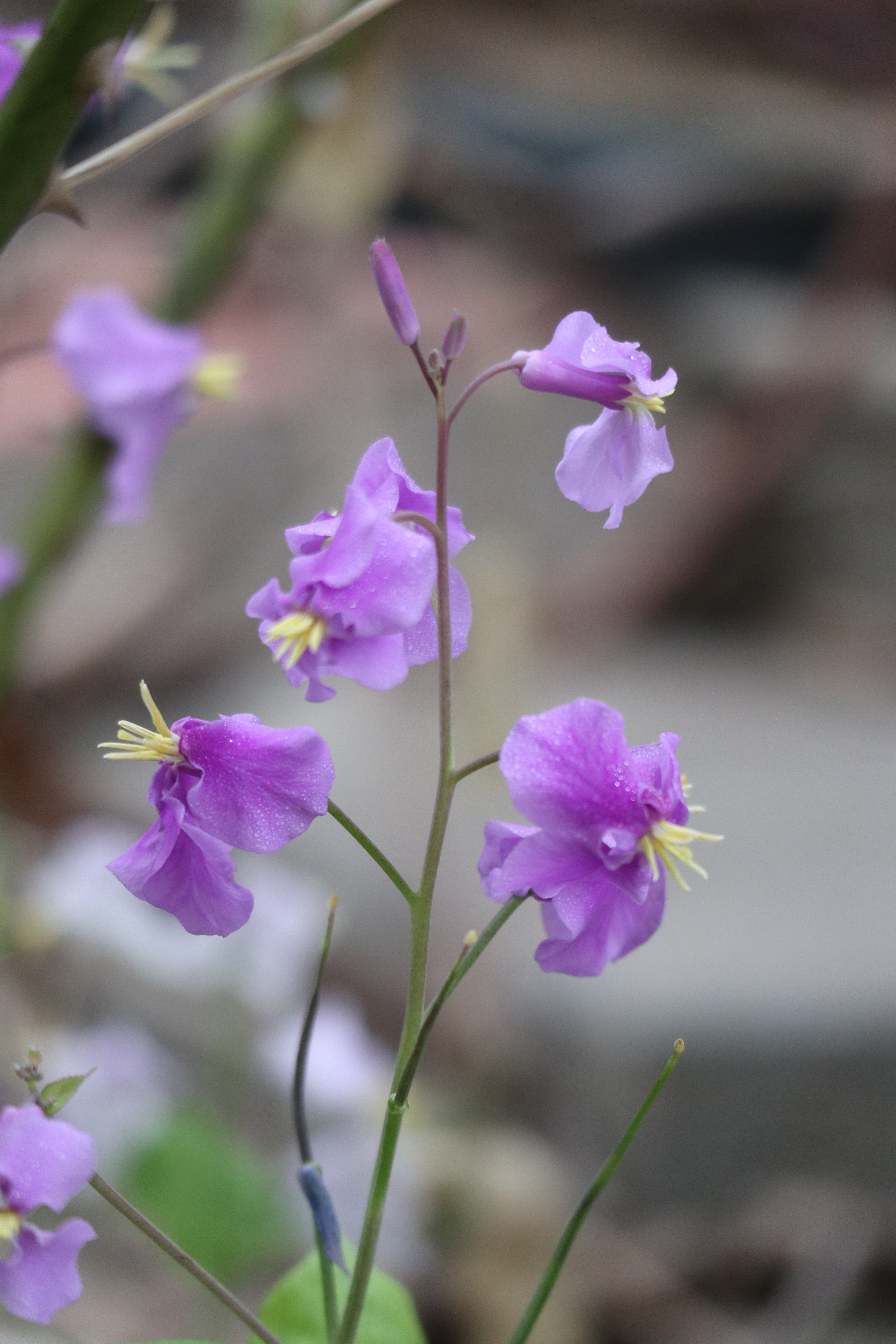 花卉图片欣赏 诸葛菜