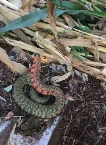 陕西汉中村民在玉米地拍到红脖绿尾怪蛇,令人寒毛直竖
