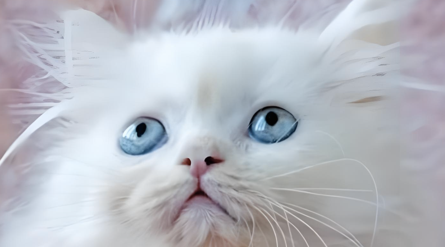 问:蓝眼睛的猫有哪些品种?