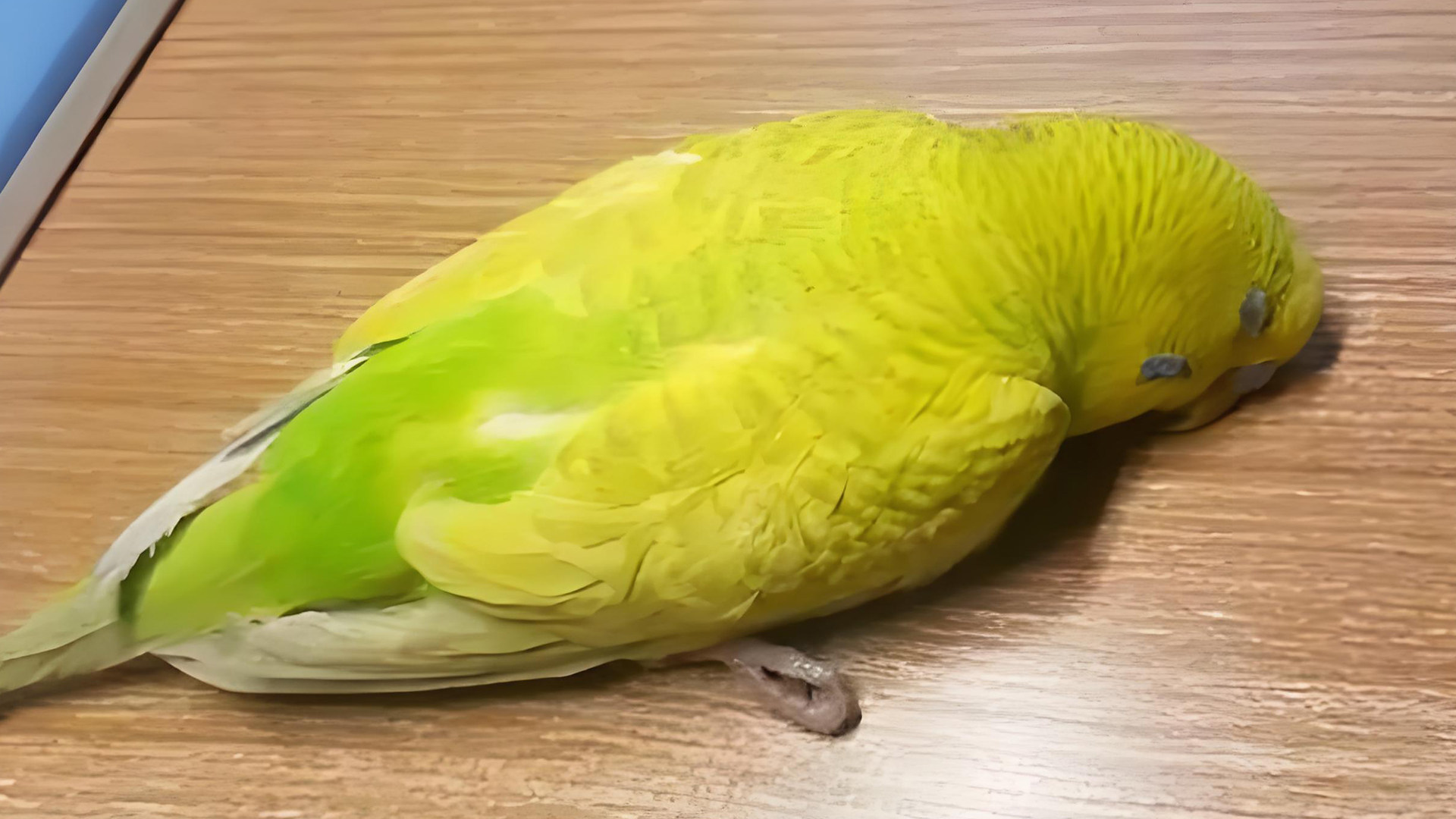 鹦鹉身体僵硬能救回来了吗?尽人事听天命