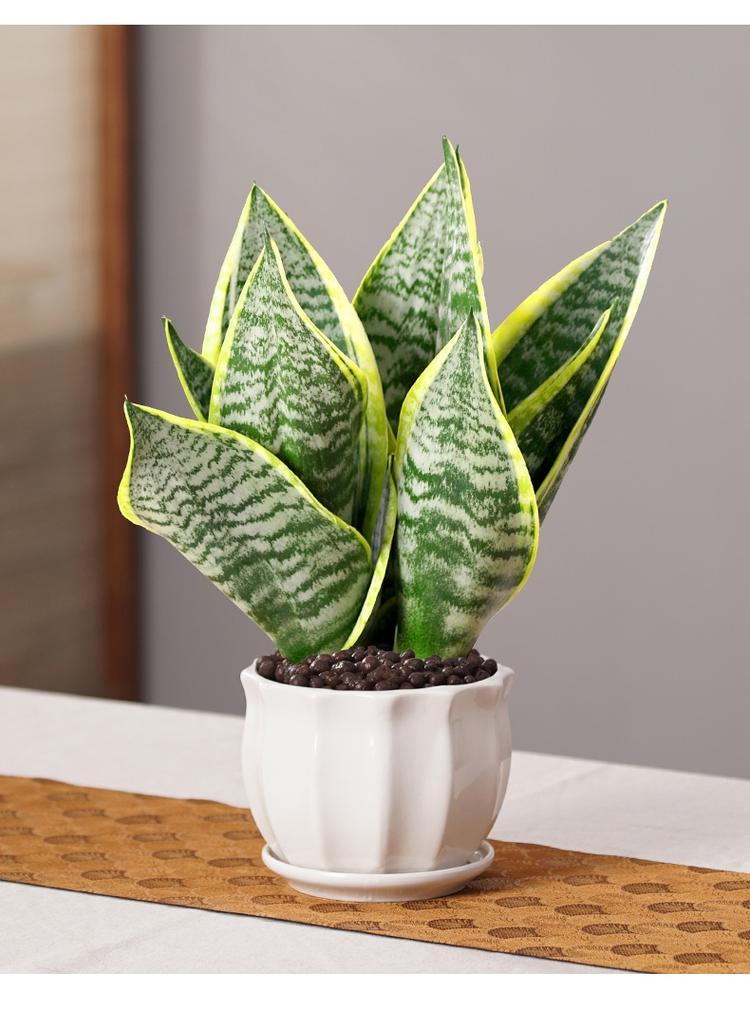 家有"绿色卫士"!这几种防辐射绿植,好看又好养,新手也能轻松上手