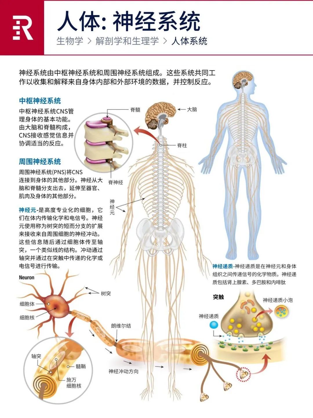 「图解」人体的11个系统(高清完整版)