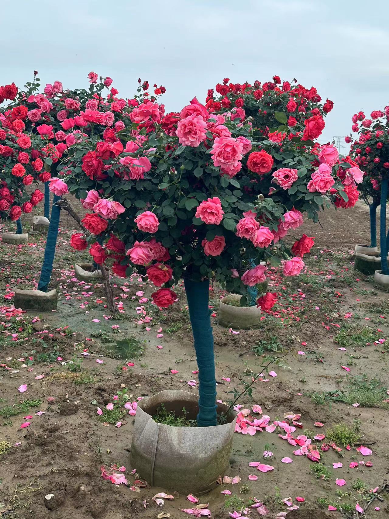 高杆月季是绿化常用品种,花期长,花朵漂亮,品种多