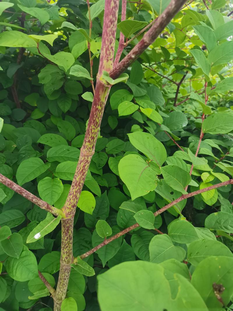 植物特征茎:直立,高可达1至3米,中空