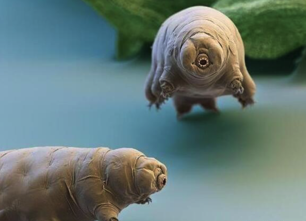 水熊虫能活多久?探秘这位微观世界的超级幸存者