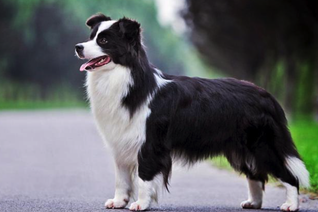 边牧忠诚度揭秘:一生只认几个主人?