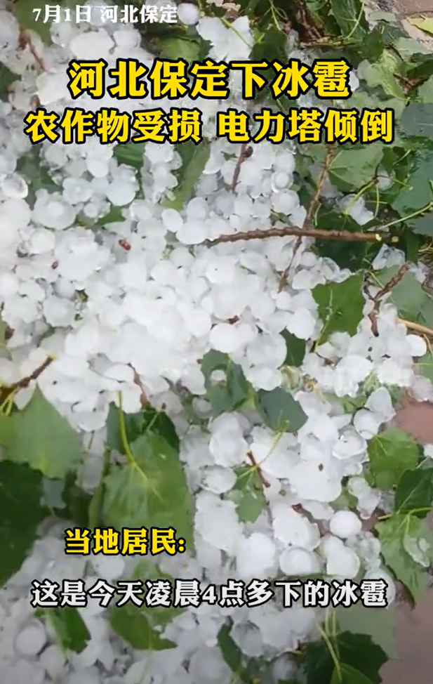 河北保定下鸡蛋大的冰雹:大面积农作物因冰雹受损