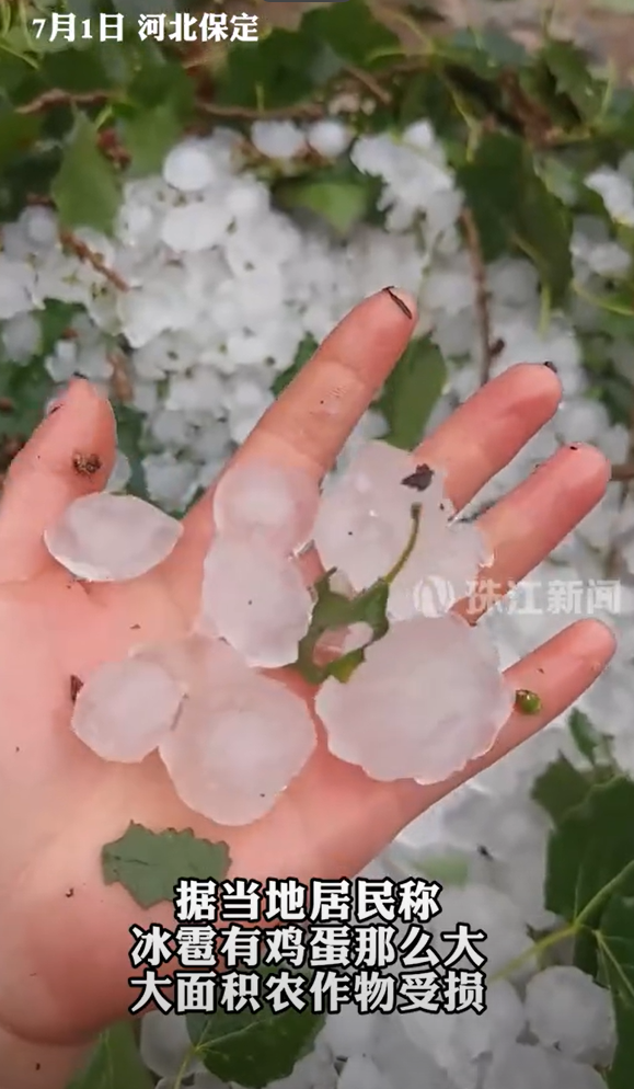 河北保定下鸡蛋大的冰雹:大面积农作物因冰雹受损