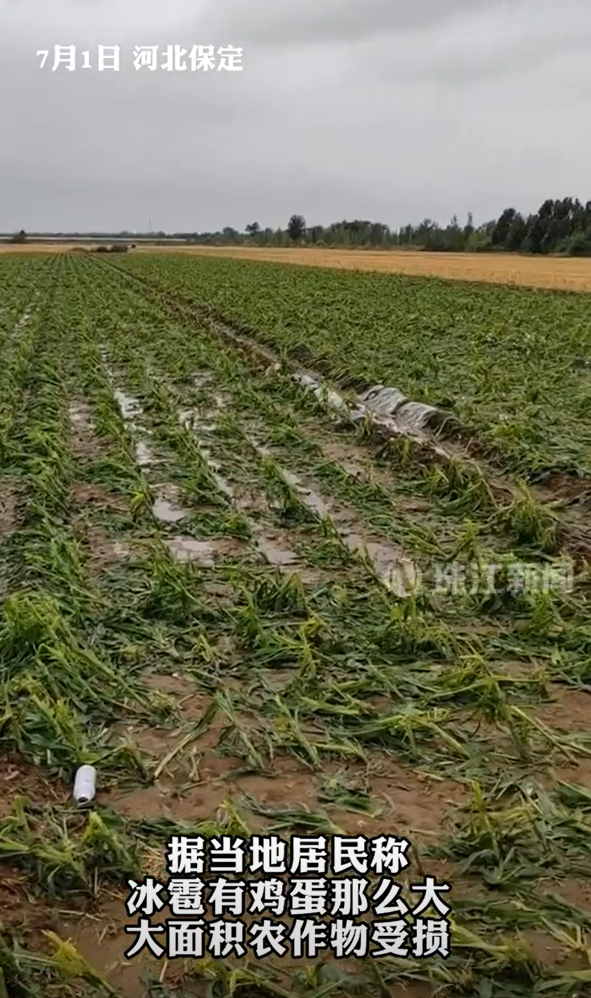 河北保定下鸡蛋大的冰雹:大面积农作物因冰雹受损