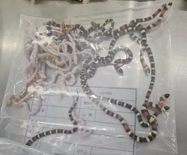 男子裤子口袋装104条活体蛇在福田口岸被查获