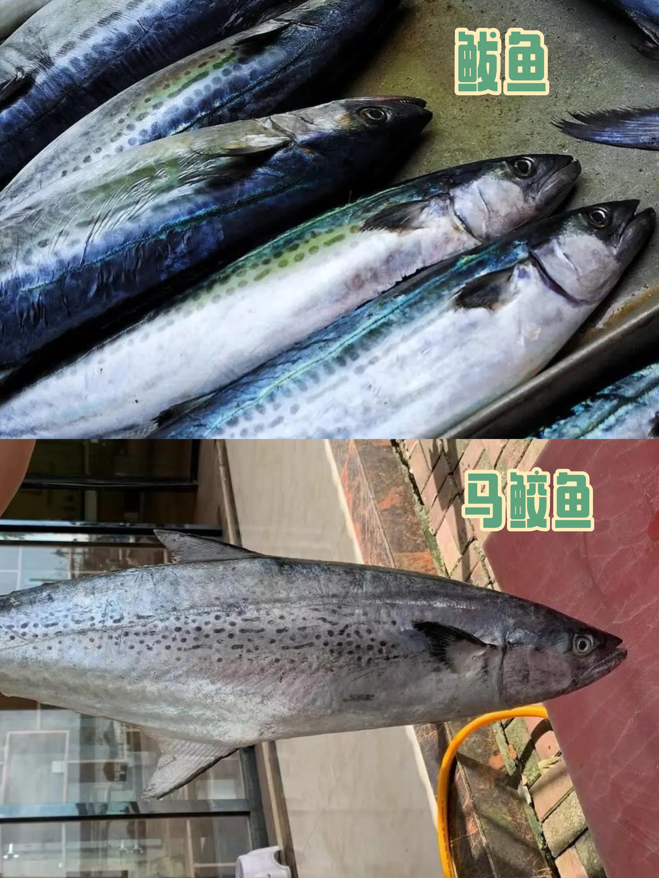 揭秘!鲅鱼与马鲛鱼,你真的能分清吗?