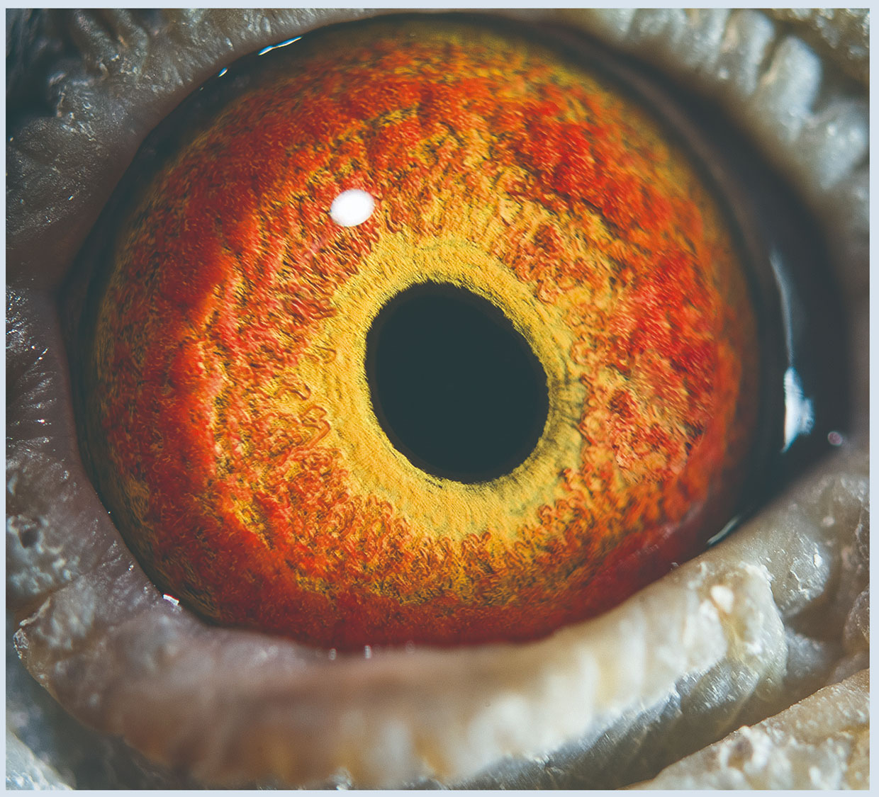 超远程归巢鸽眼砂的"亮枯窝杂"