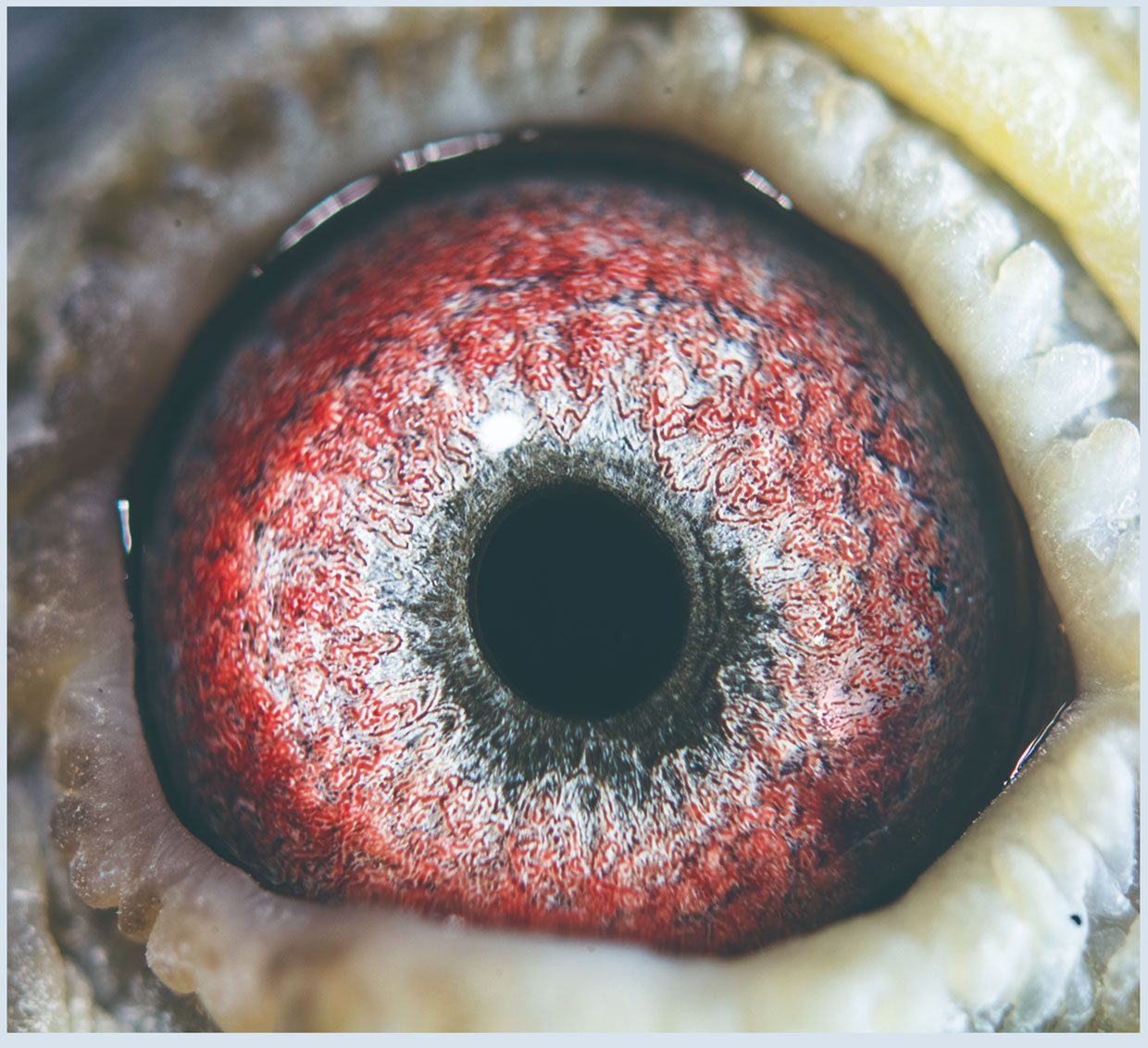 超远程归巢鸽眼砂的"亮枯窝杂"