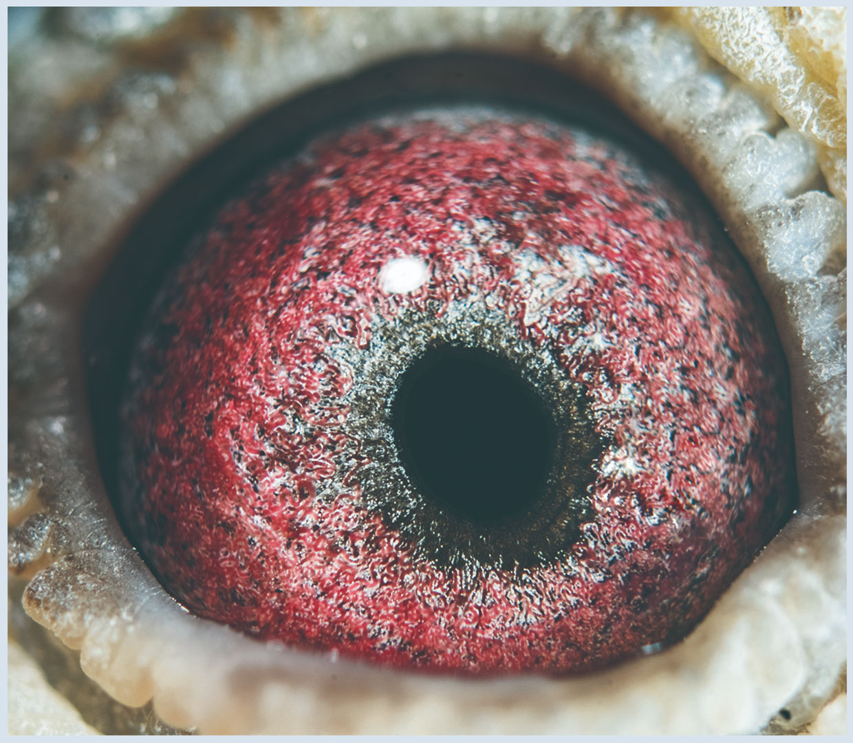 超远程归巢鸽眼砂的"亮枯窝杂"