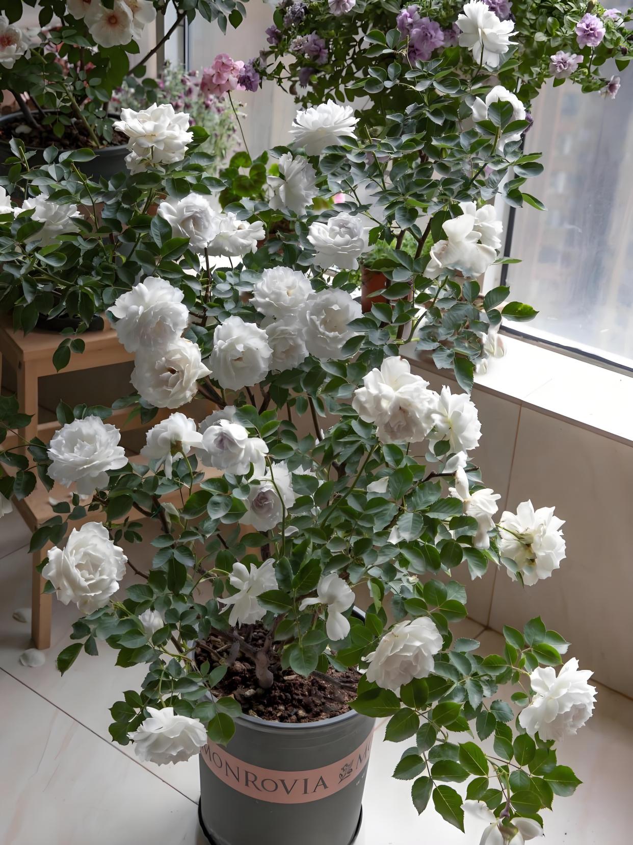 不容错过的白色月季,喜欢月季花的朋友一起来看一下吧