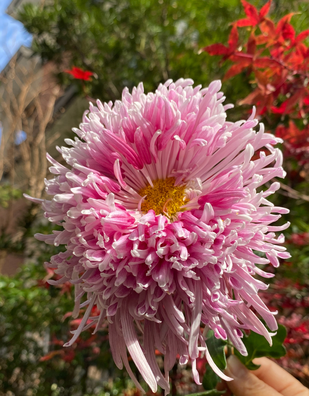 灰鹤展翅,花至末期的惊喜 菊花爆满山花.#一人一句为考研加油