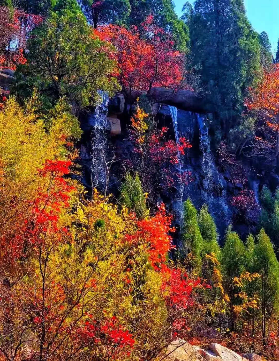 潭柘寺红叶最佳观赏期图片