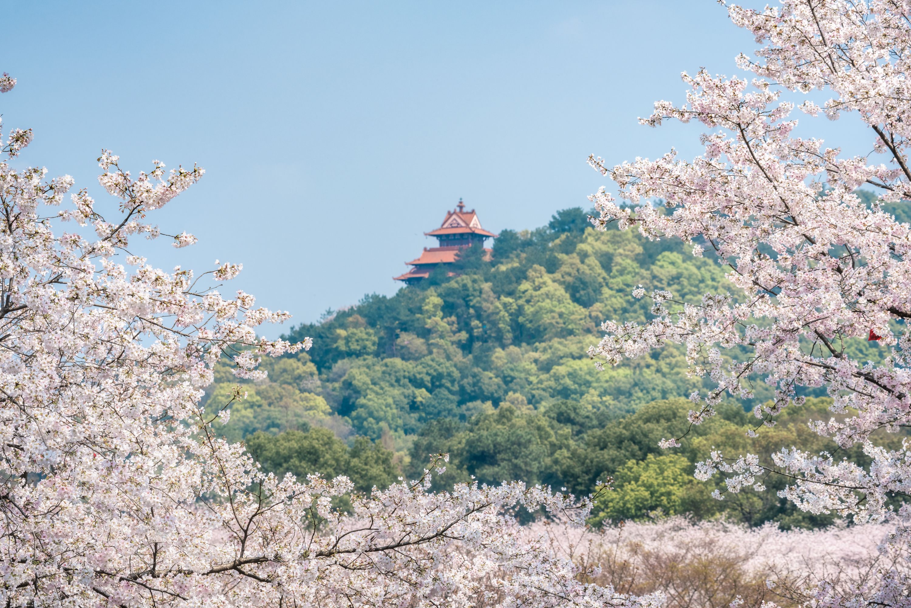 武汉风景图片 花草图片