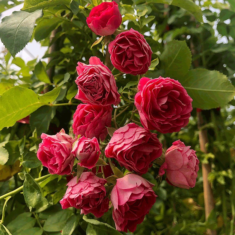 胭脂扣月季花的优缺点