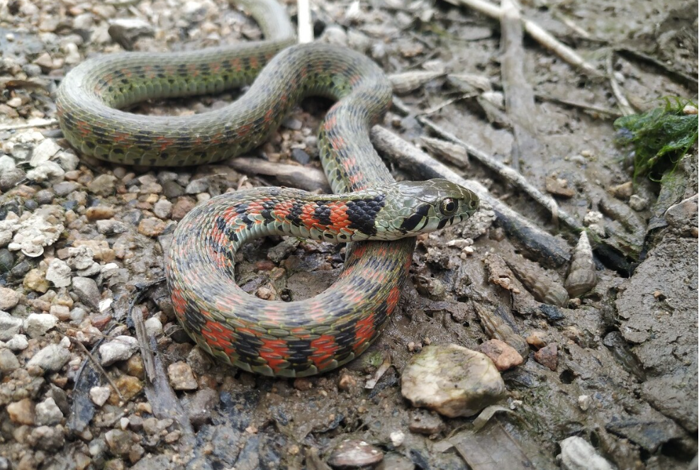 寒毛卓竖!陕西延安,有村民在野外庄稼地,拍到条红脖子绿尾巴蛇