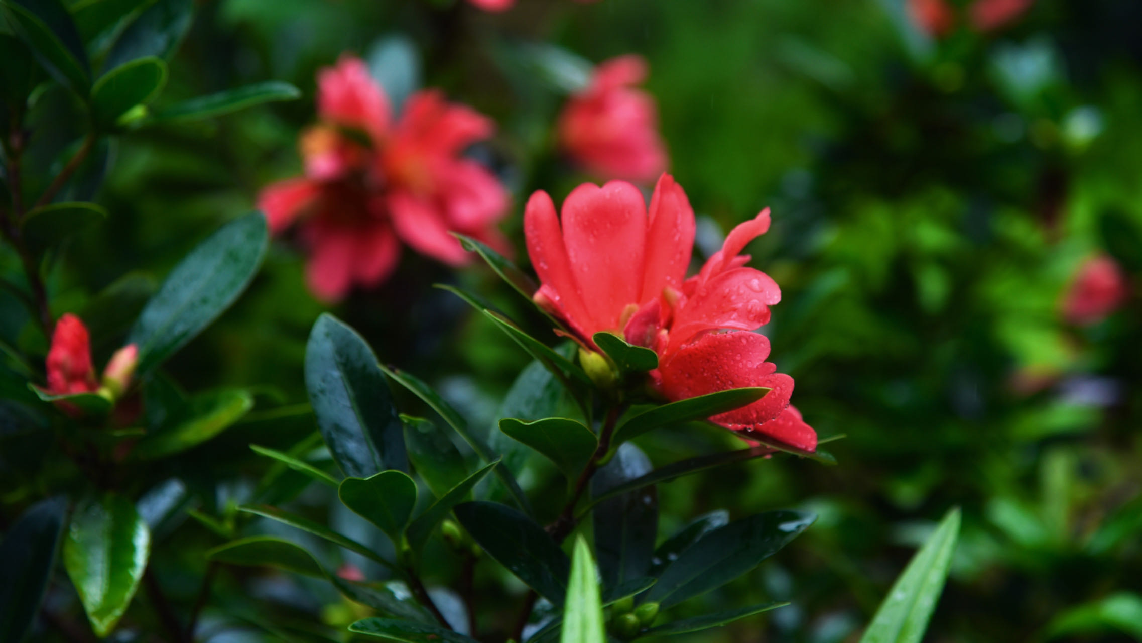 杜鹃红山茶的花语和寓意
