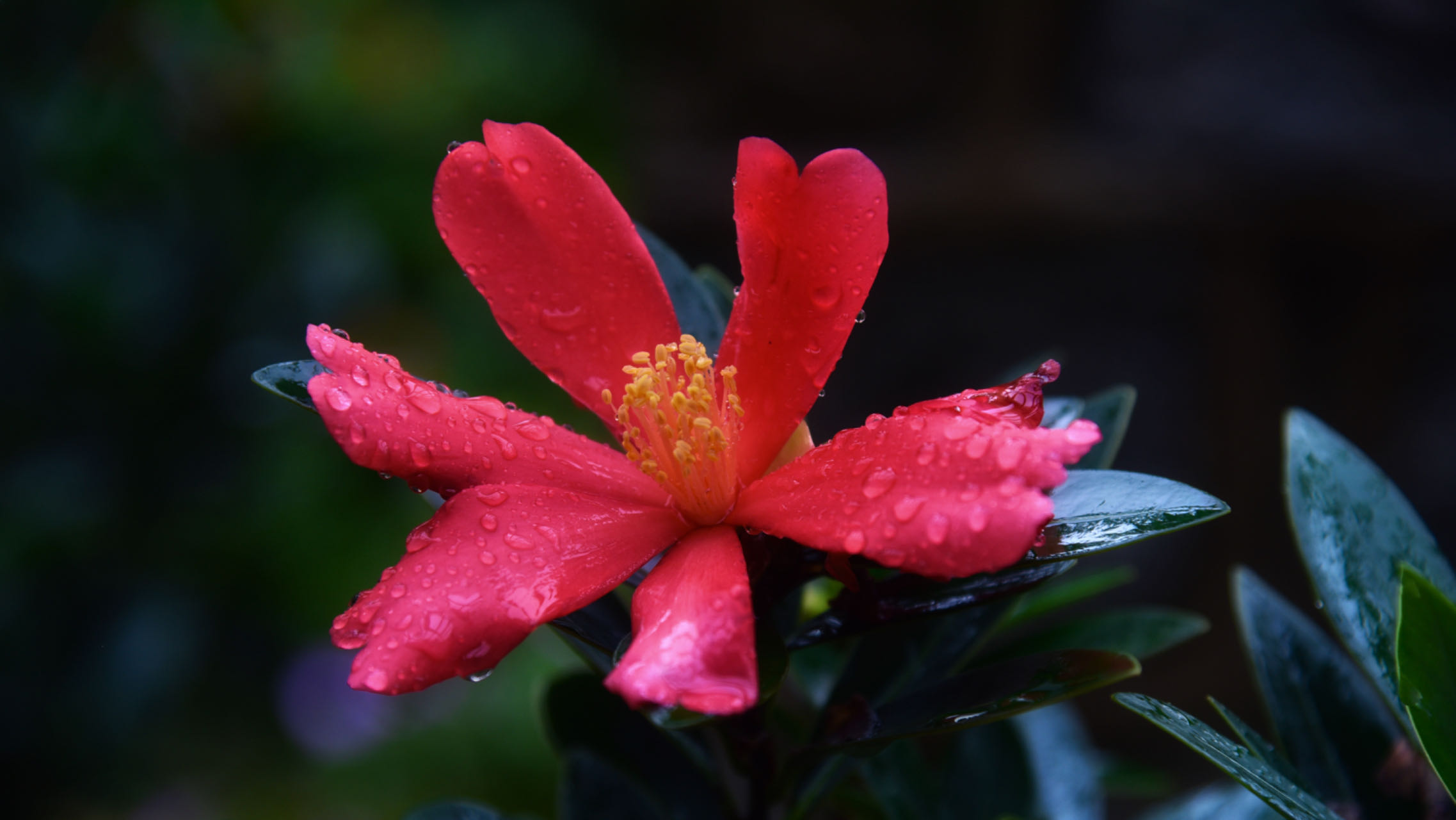 杜鹃红山茶的花语和寓意