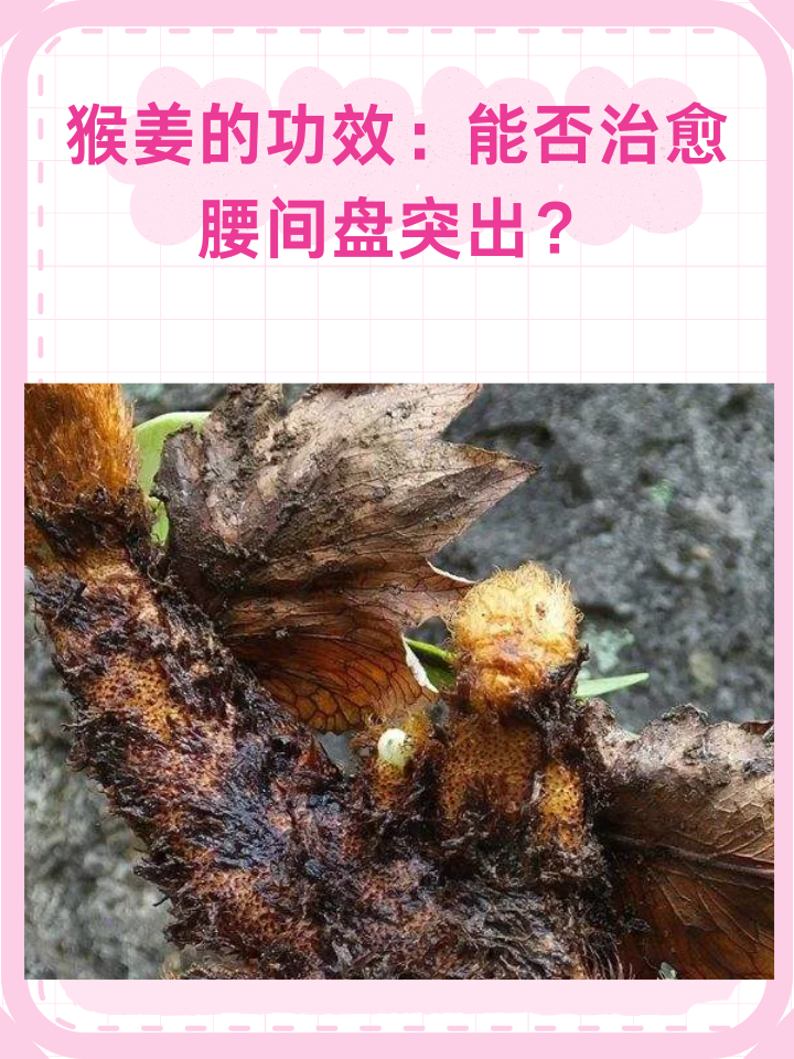 猴姜的功效与作用图片