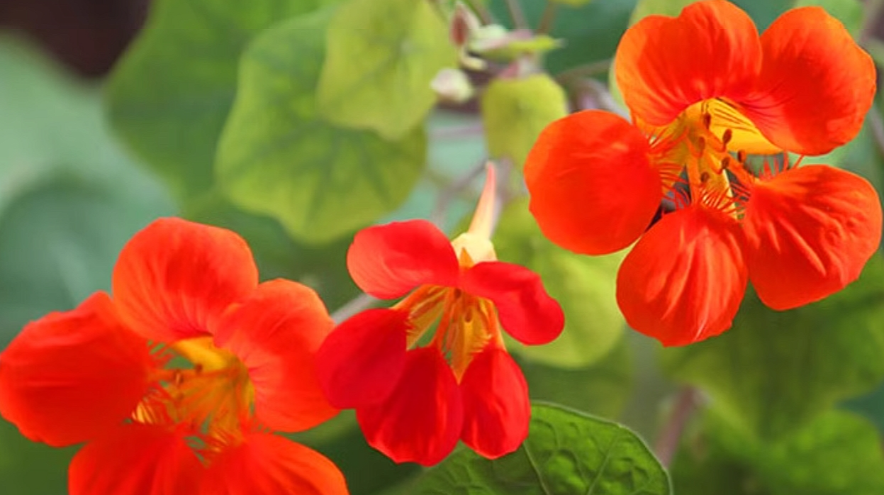 旱莲花的养殖方法