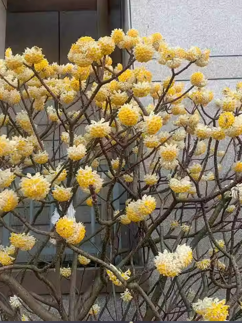 结香花的养殖方法和注意事项