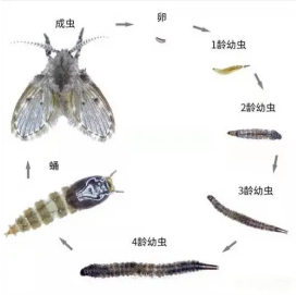 卫生间有黑色蠕动虫子怎样清除