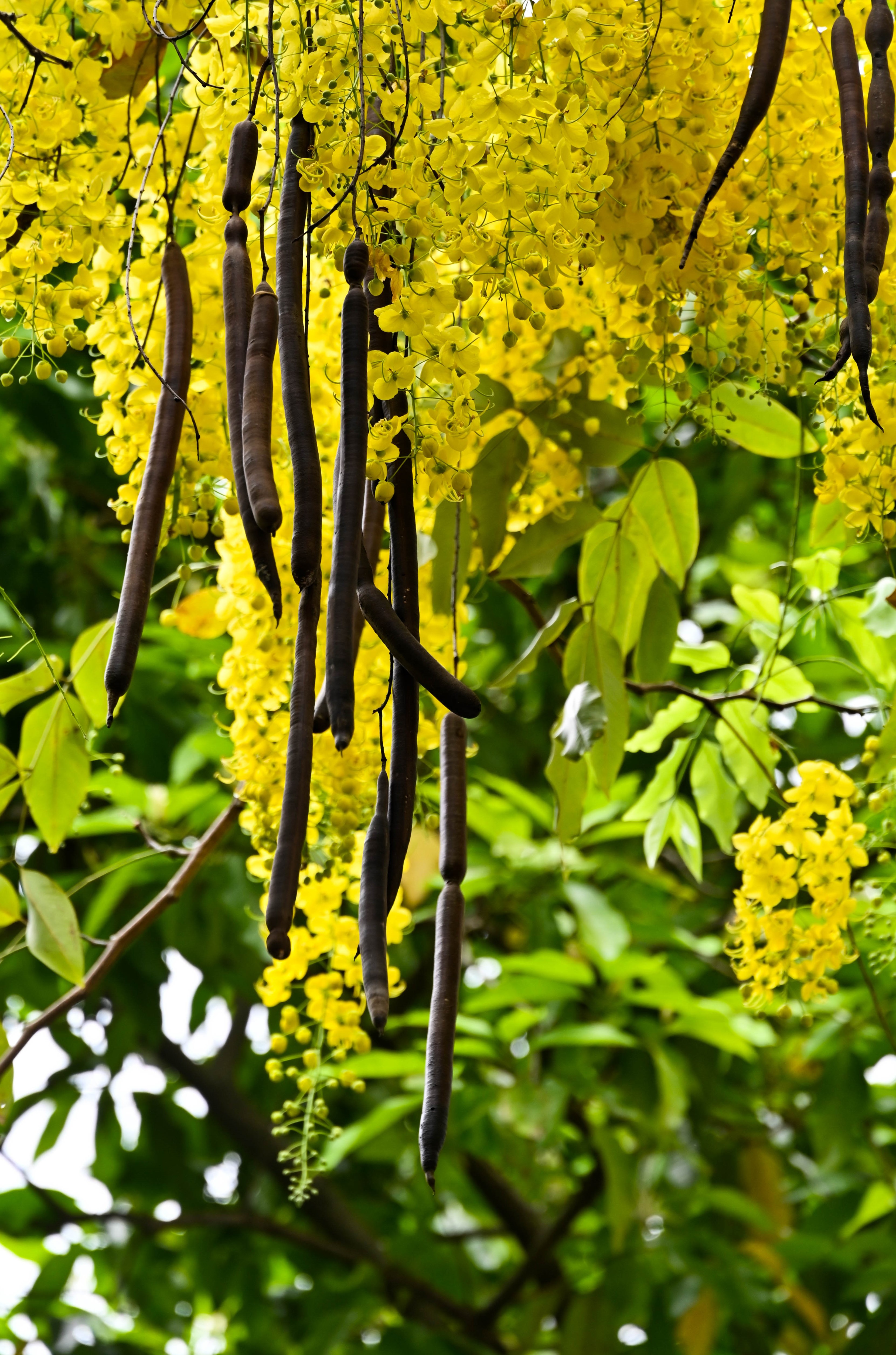 腊肠树:真的像腊肠!