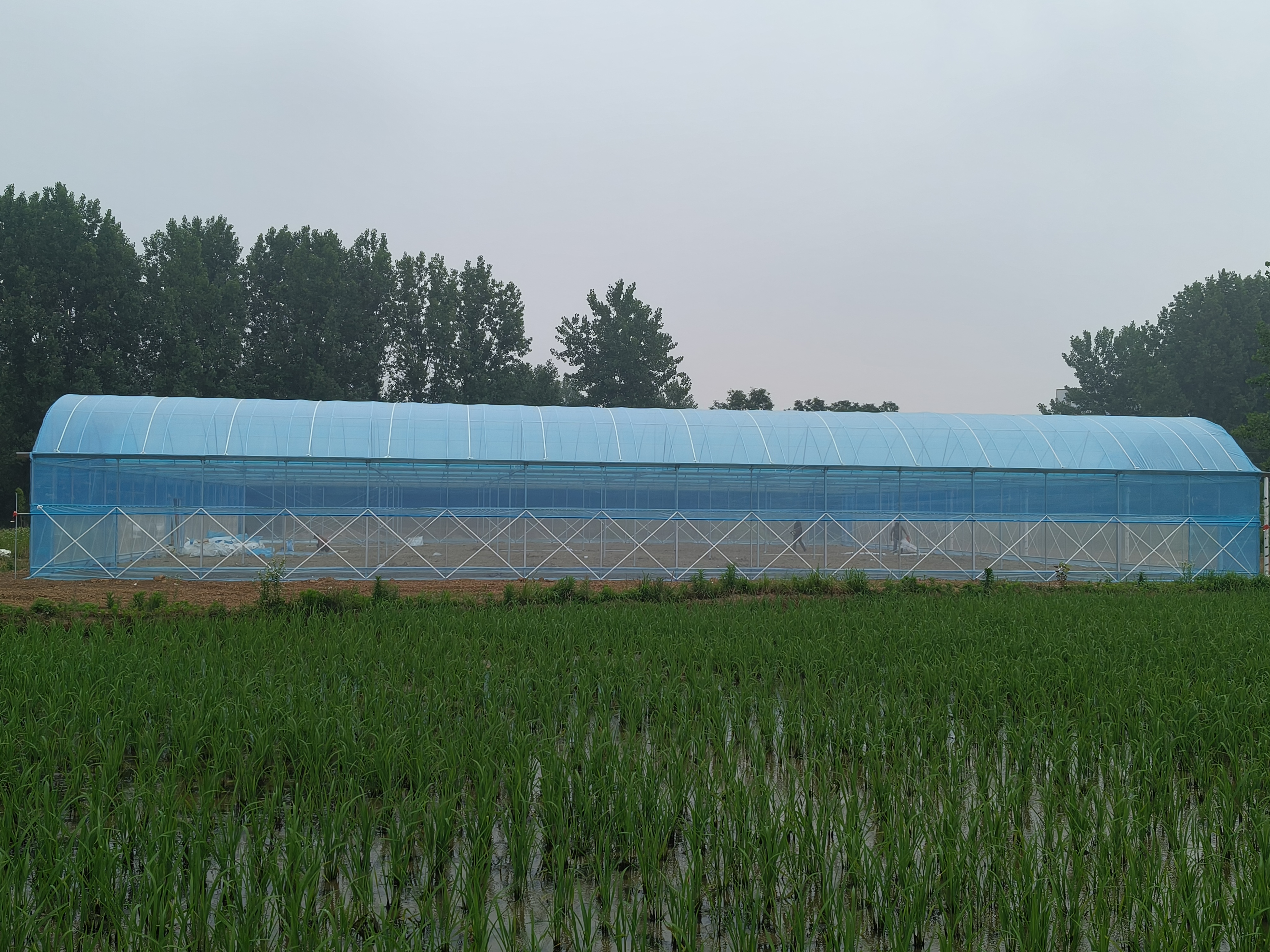 信阳光山县连栋薄膜大棚施工案例