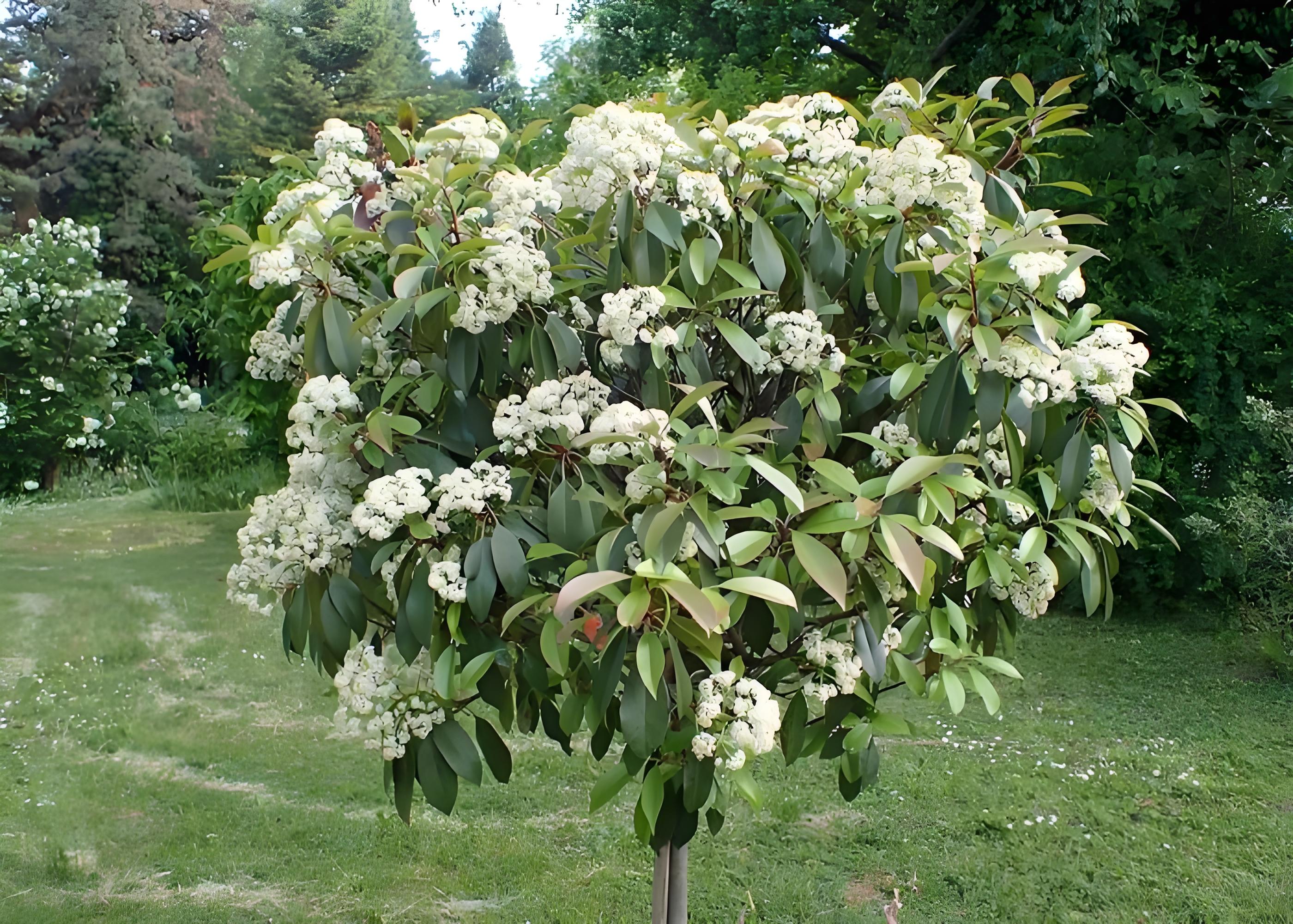 石楠花几月开花,石楠花有什么味道,石楠花有什么寓意?