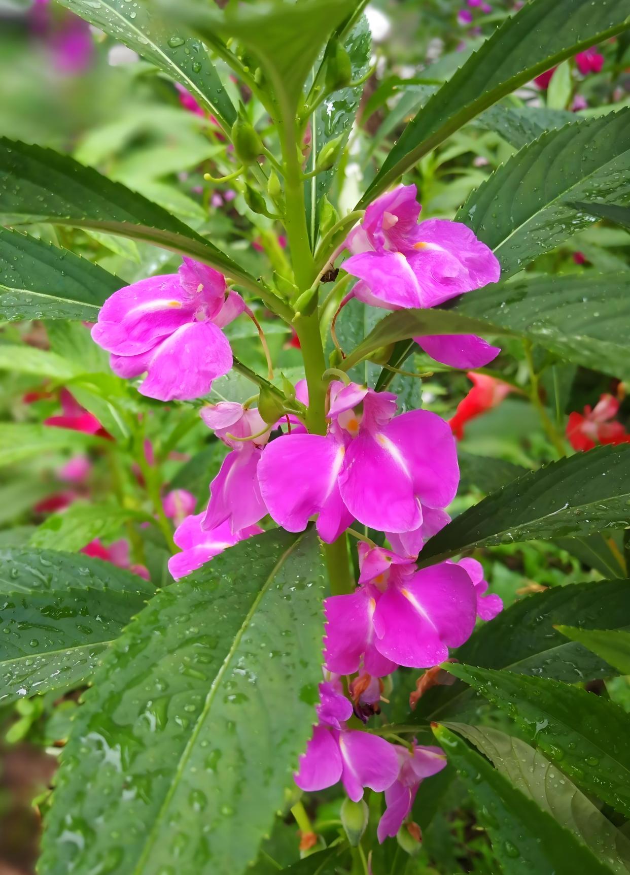 凤仙花几天后发芽,凤仙花发芽后多久能长出叶子?