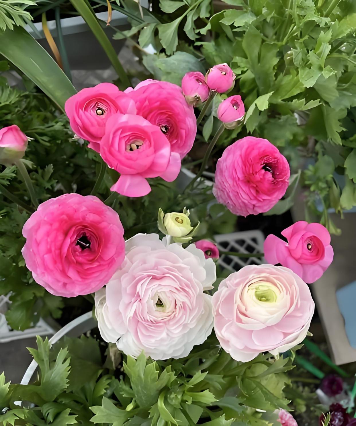 芹叶牡丹的繁殖方法,芹叶牡丹适合什么环境生长?