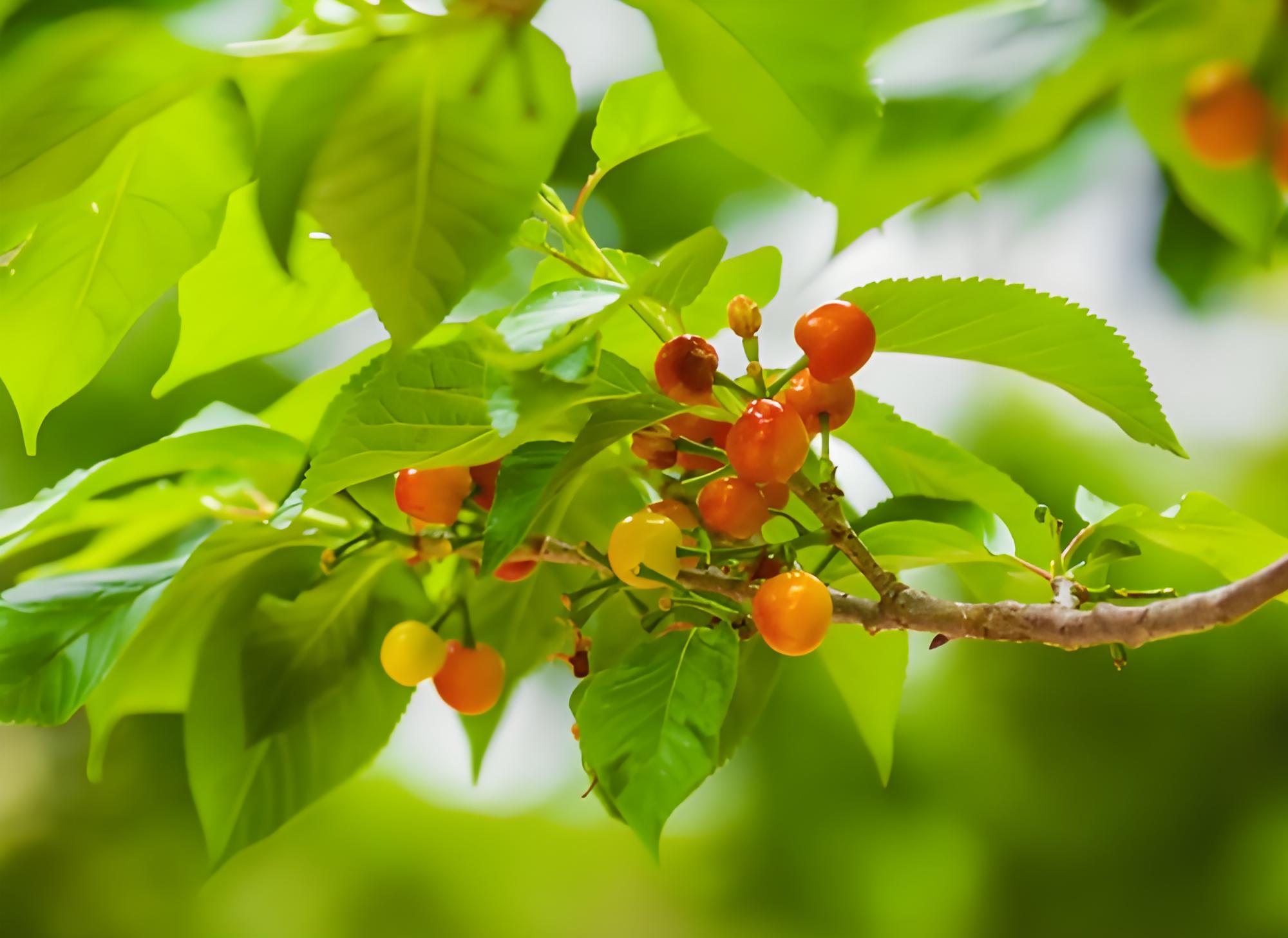 樱桃和樱花图片