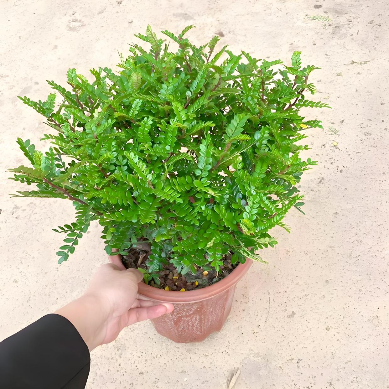 清香胡椒木适合室内养吗?清香胡椒木的花期有多久,如何延长花期