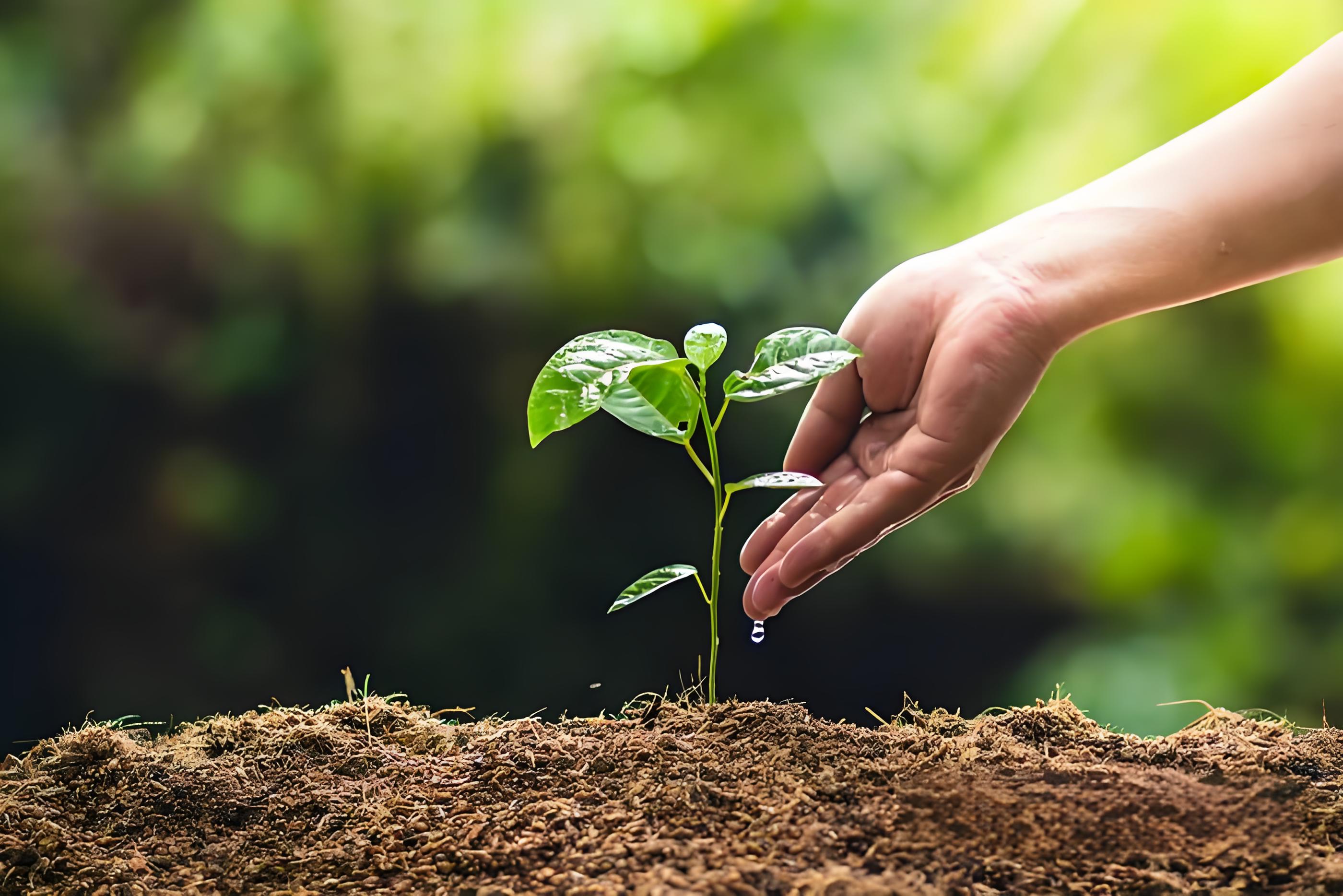 新种的树多久浇一次水,施一次肥,有哪些注意事项和建议