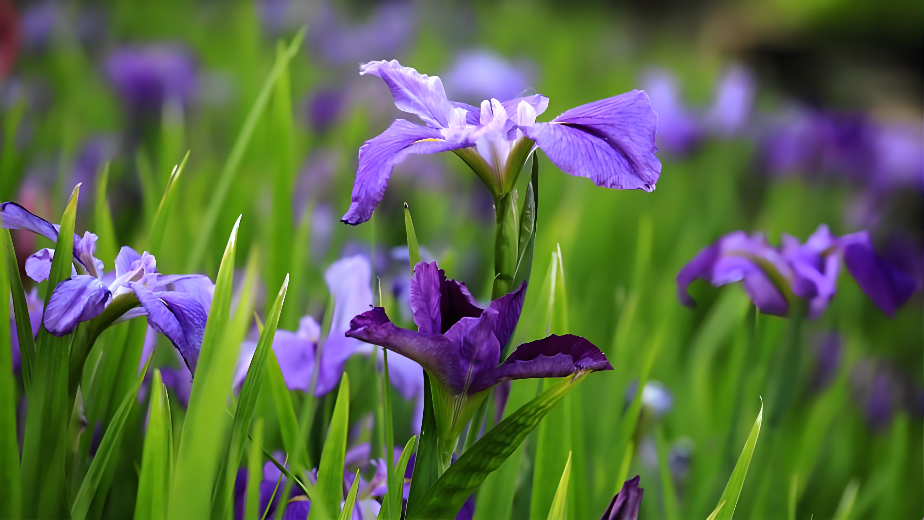 鸢尾花几月开放?开花时间与花型种类的解析