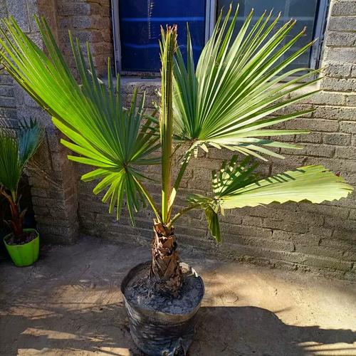 家里种扇子树,真的合适吗?一文说清!