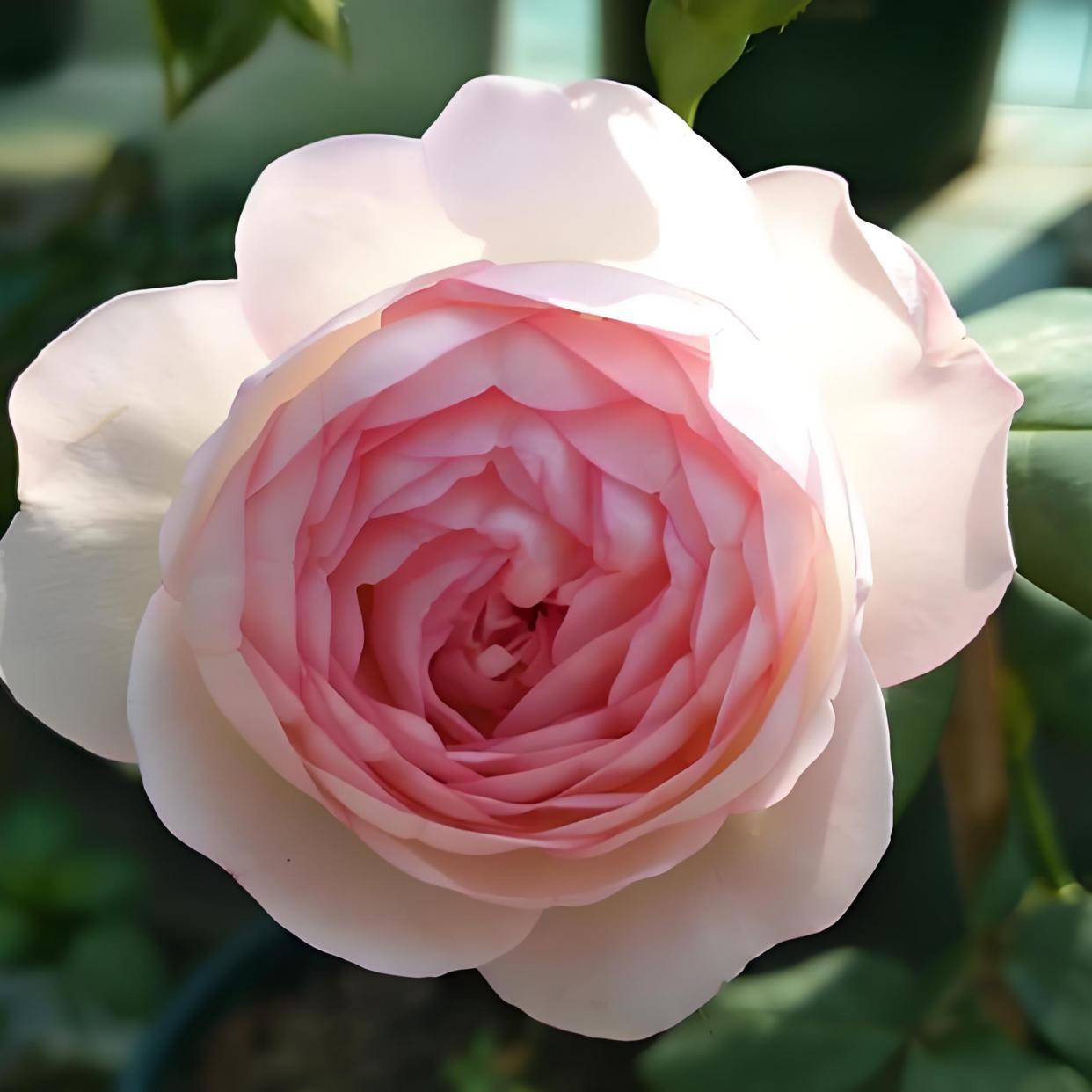 月季花"草莓杏仁饼",一枝就是一束花,单花花期10天左右