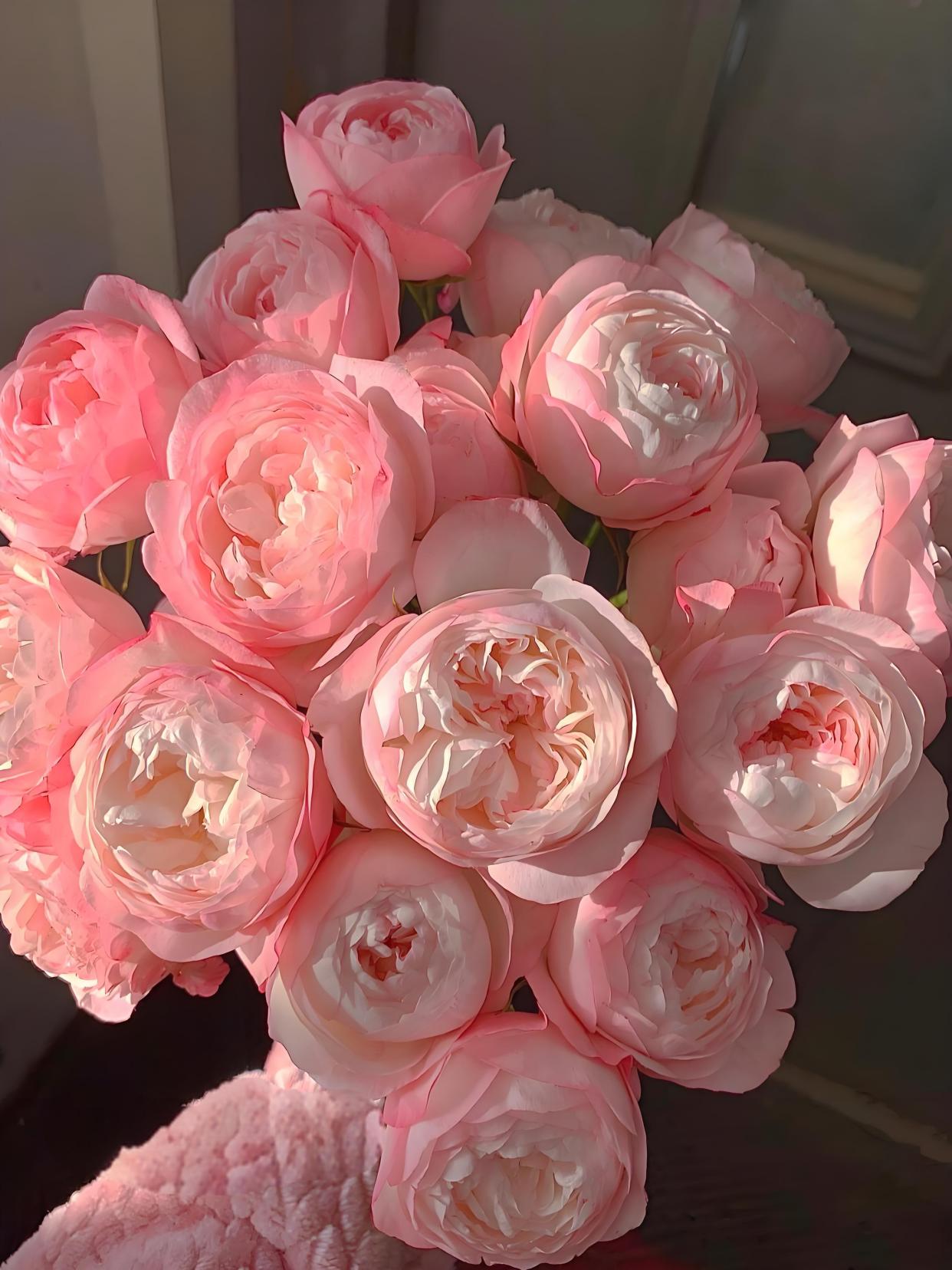 月季花"草莓杏仁饼",一枝就是一束花,单花花期10天左右