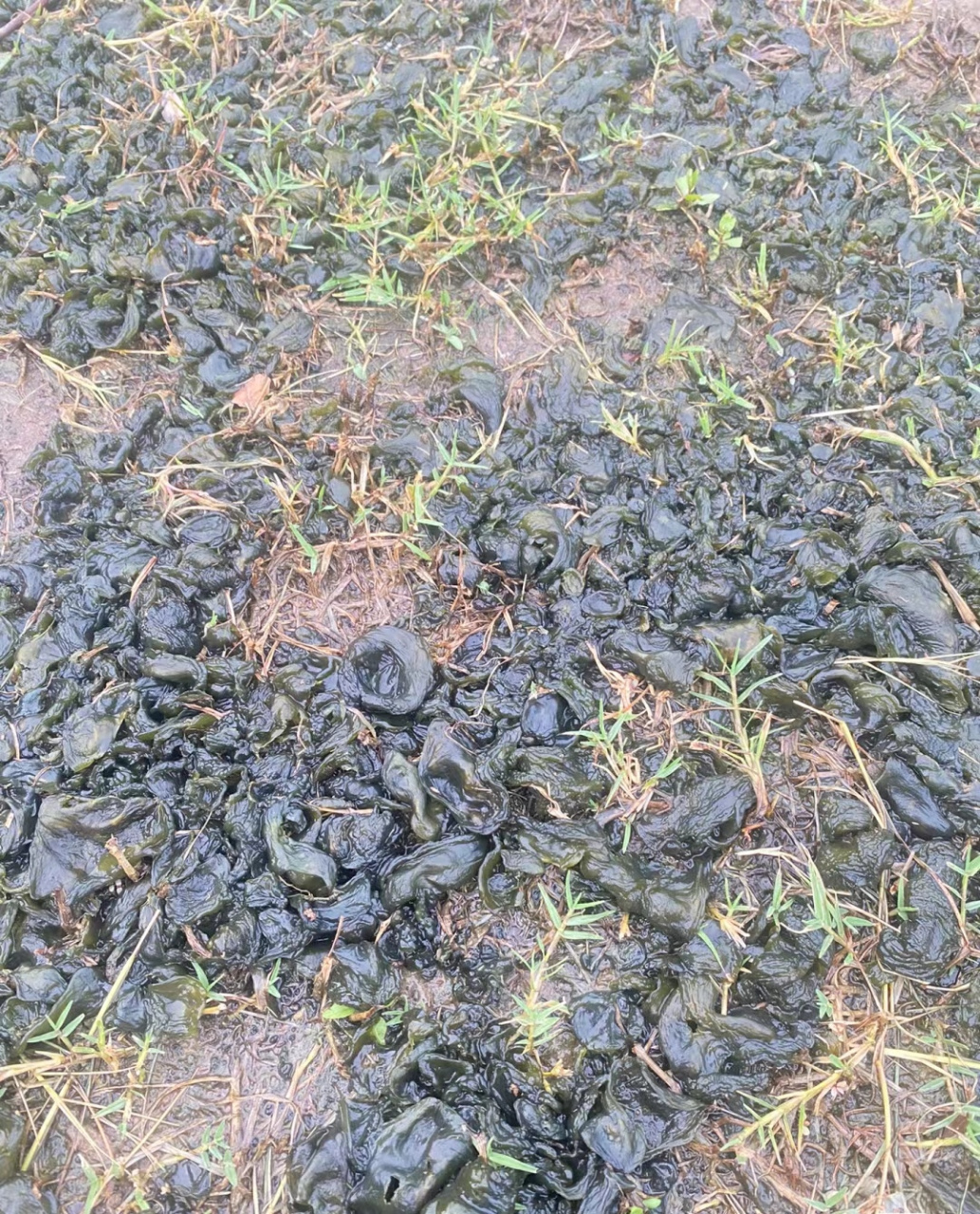 地皮菜是怎么生长出来的?你吃对了吗?