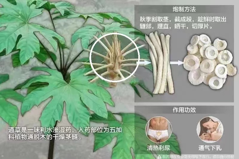大通草和小通草的区别