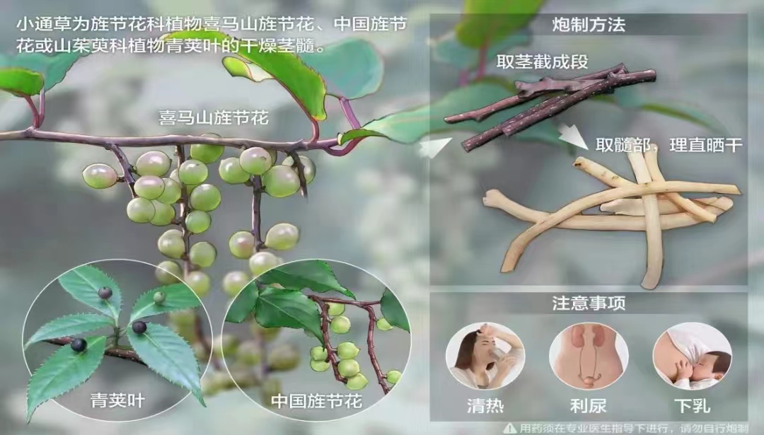 大通草和小通草的区别